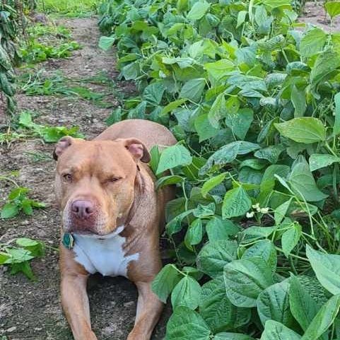 Cujo Garden 2022 Cujo Garden 2022